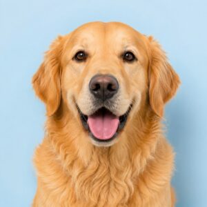 Dogs