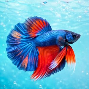 Aquarium