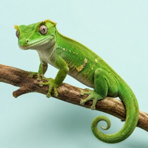 Reptiles